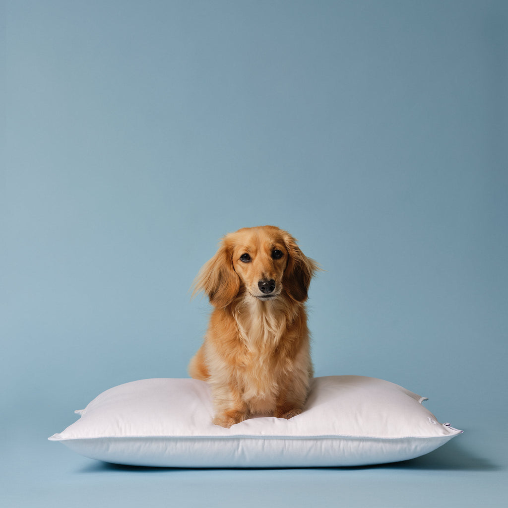Down Pillow